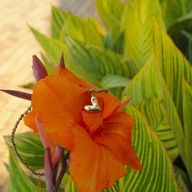 Heart Pendant with Diamanté
